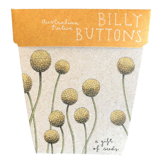 Australian Native Billy Buttons