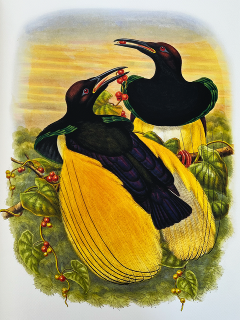 Birds of Paradise (Folio Society Limited Edition)