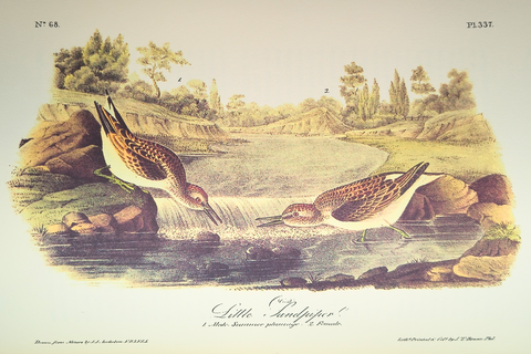 Birds of America (Easton Press Limited Deluxe Edition)