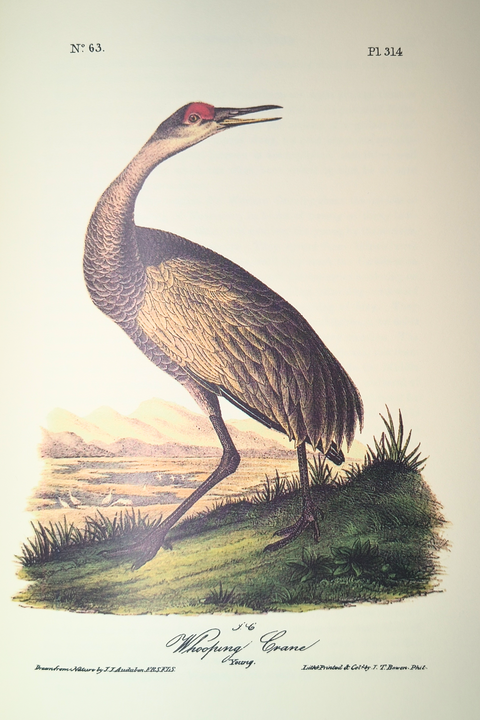 Birds of America (Easton Press Limited Deluxe Edition)