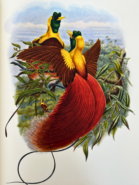 Birds of Paradise (Folio Society Limited Edition)