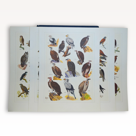 The Paintings of Norman Lighton for "Roberts Birds of South Africa." (Limited Deluxe Edition, Signed)