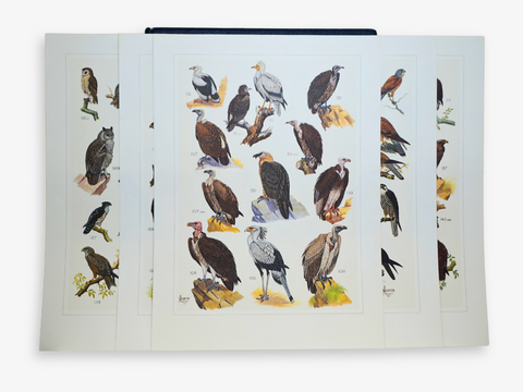 The Paintings of Norman Lighton for "Roberts Birds of South Africa." (Limited Deluxe Edition, Signed)