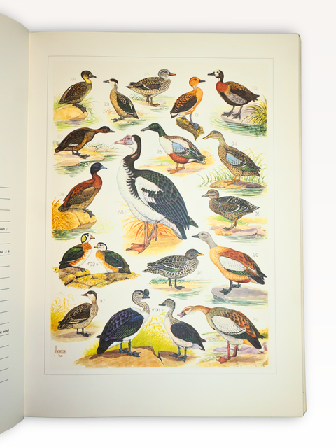 The Paintings of Norman Lighton for "Roberts Birds of South Africa." (Limited Deluxe Edition, Signed)