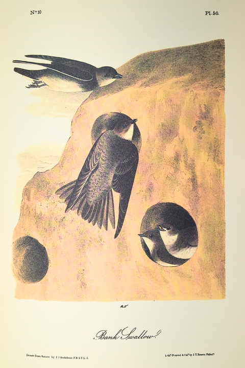Birds of America (Easton Press Limited Deluxe Edition)
