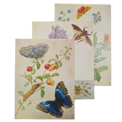 The Surinam Album (Folio Society Limited Edition)