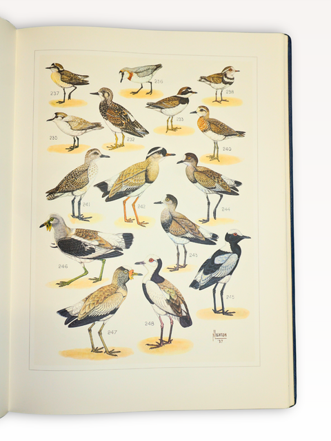 The Paintings of Norman Lighton for "Roberts Birds of South Africa." (Limited Deluxe Edition, Signed)