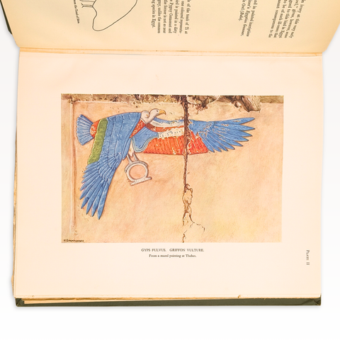 Nicoll's Birds of Egypt, 2 volumes (First Edition)