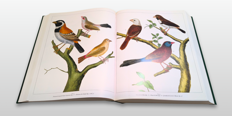 All the World's Birds: Buffon's Illustrated Natural History, General and Particular, of Birds (Fourth Edition, First Printing)