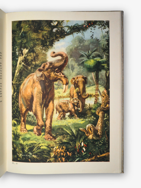 Prehistoric Animals (First English Edition, Illustrated)