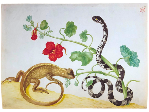 The Surinam Album (Folio Society Limited Edition)