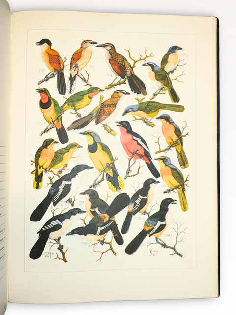 The Paintings of Norman Lighton for "Roberts Birds of South Africa." (Limited Deluxe Edition, Signed)