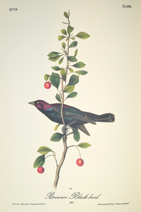 Birds of America (Easton Press Limited Deluxe Edition)