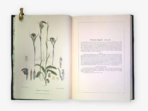 Australian Orchids, 2 volumes (Limited Facsimile Edition)