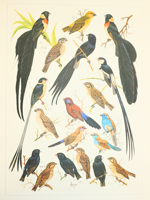 The Paintings of Norman Lighton for "Roberts Birds of South Africa." (Limited Deluxe Edition, Signed)