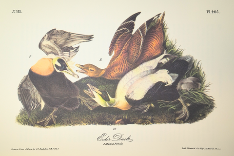 Birds of America (Easton Press Limited Deluxe Edition)
