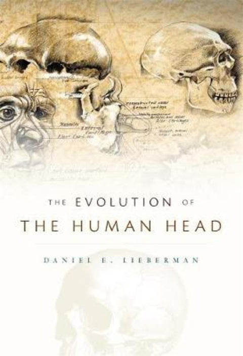 The Evolution of the Human Head by Daniel E. Lieberman - 9780674046368