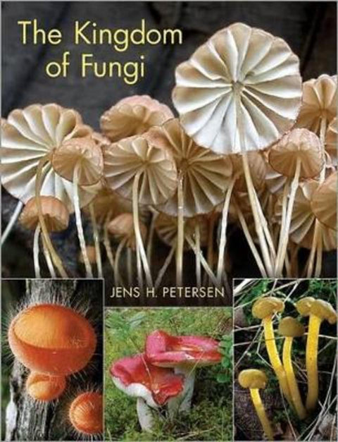 The Kingdom of Fungi from Jens H. Petersen - Harry Hartog gift idea
