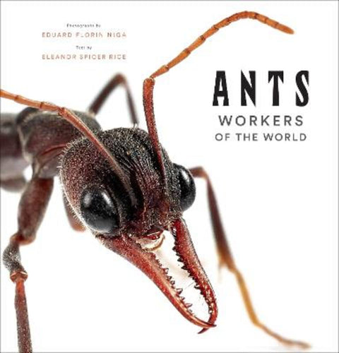 Ants: Workers of the World by Eleanor Spicer Rice - 9781419748493