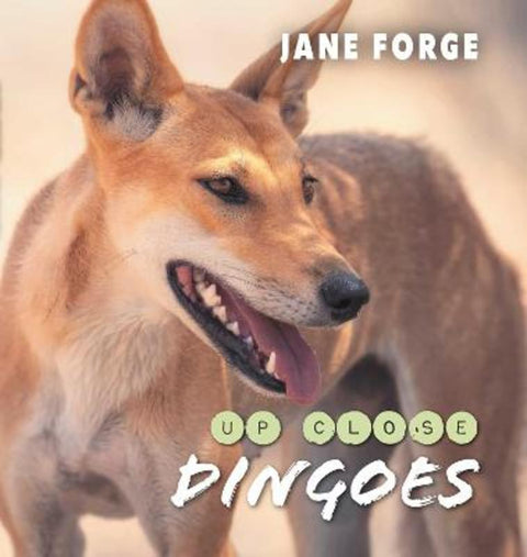 Dingoes Up Close from Jane Forge - Harry Hartog gift idea