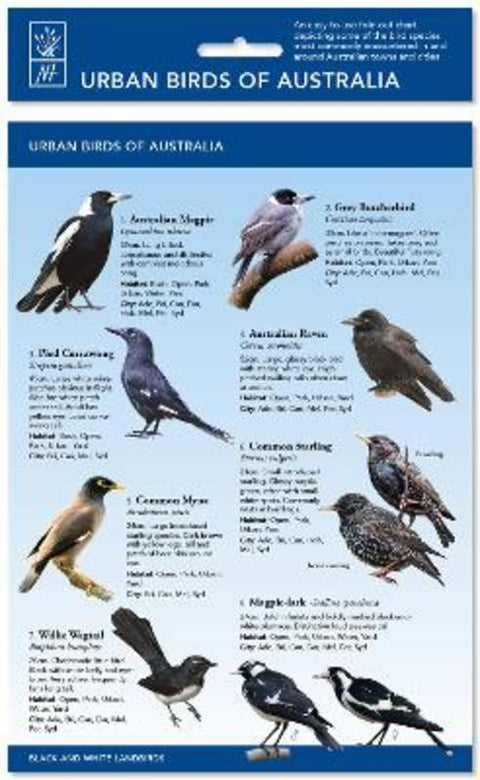 Urban Birds of Australia by Reed New Holland Publishers - 9781921073748