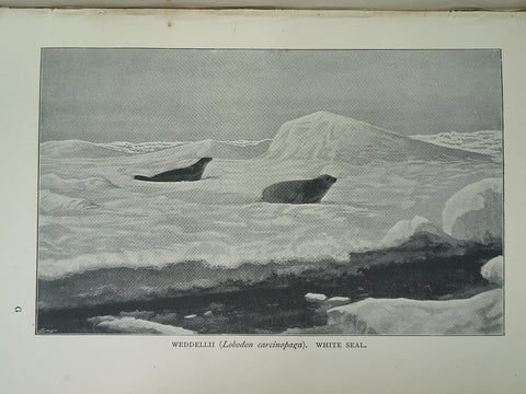 First on the Antarctic Continent (First Edition)
