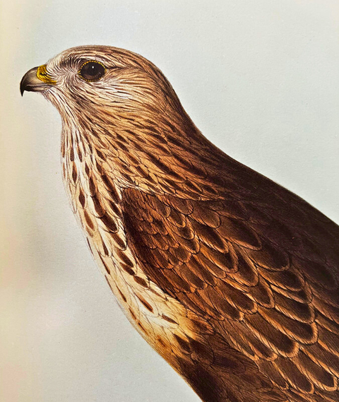 Illustrations of Birds for John Gould by Edward Lear (Folio Society Limited Edition)