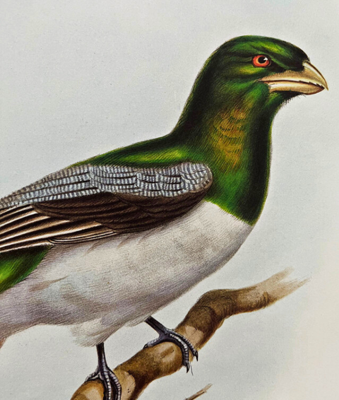 Illustrations of Birds for John Gould by Edward Lear (Folio Society Limited Edition)