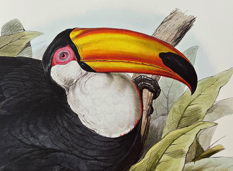 Illustrations of Birds for John Gould by Edward Lear (Folio Society Limited Edition)