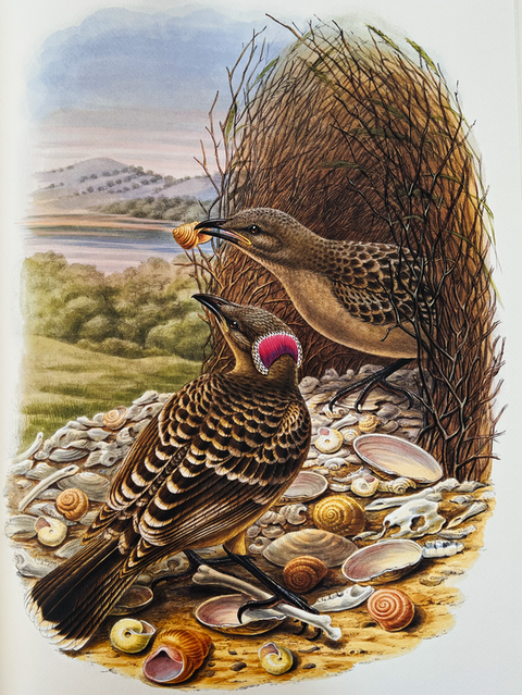 Birds of Paradise (Folio Society Limited Edition)