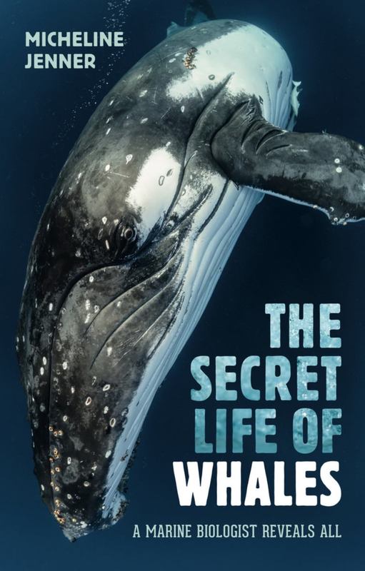 The Secret Life of Whales by Micheline Jenner - 9781742235547